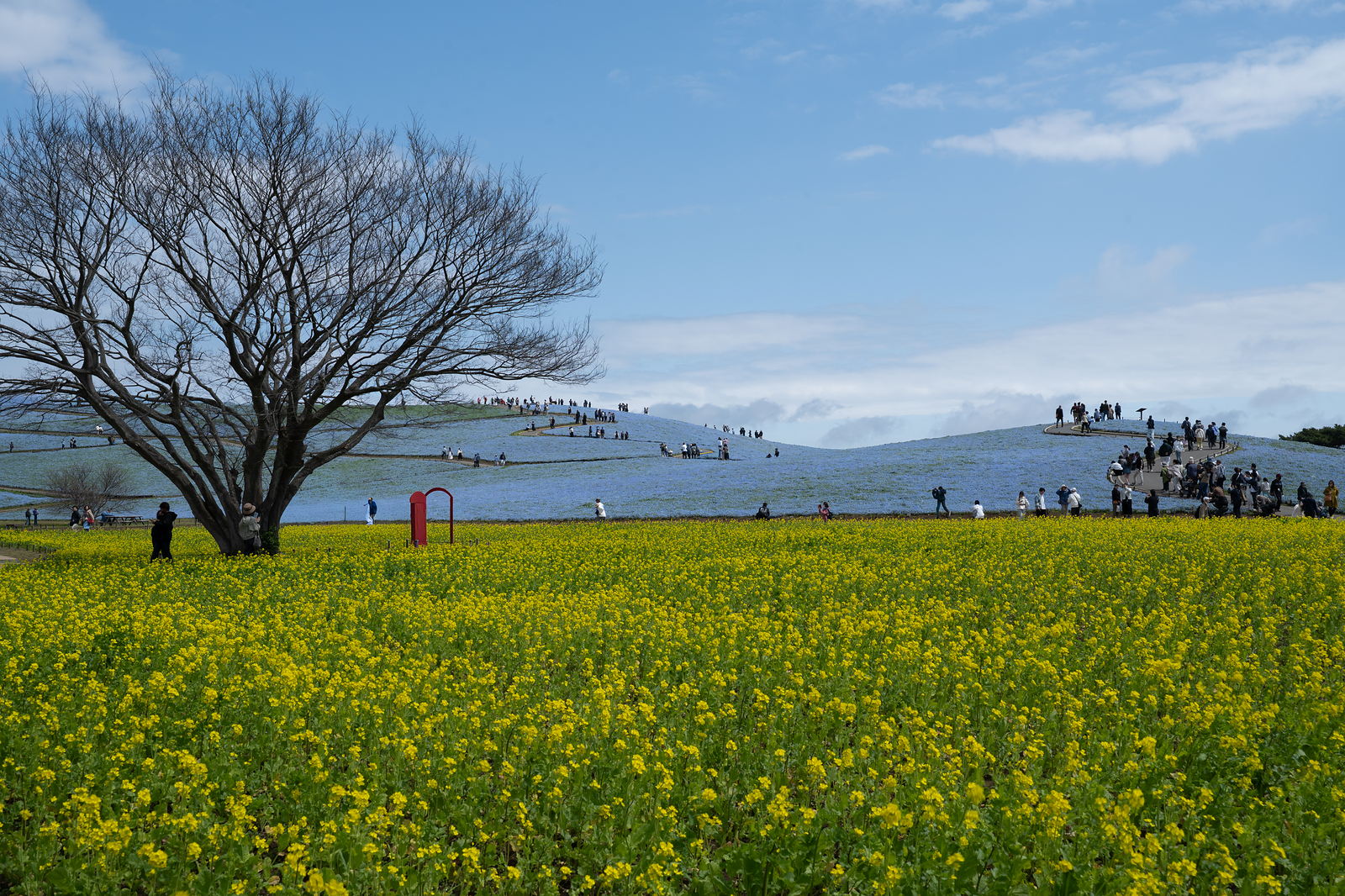 ひたち海浜公園のネモフィラと菜の花：RAW（現像リセット）