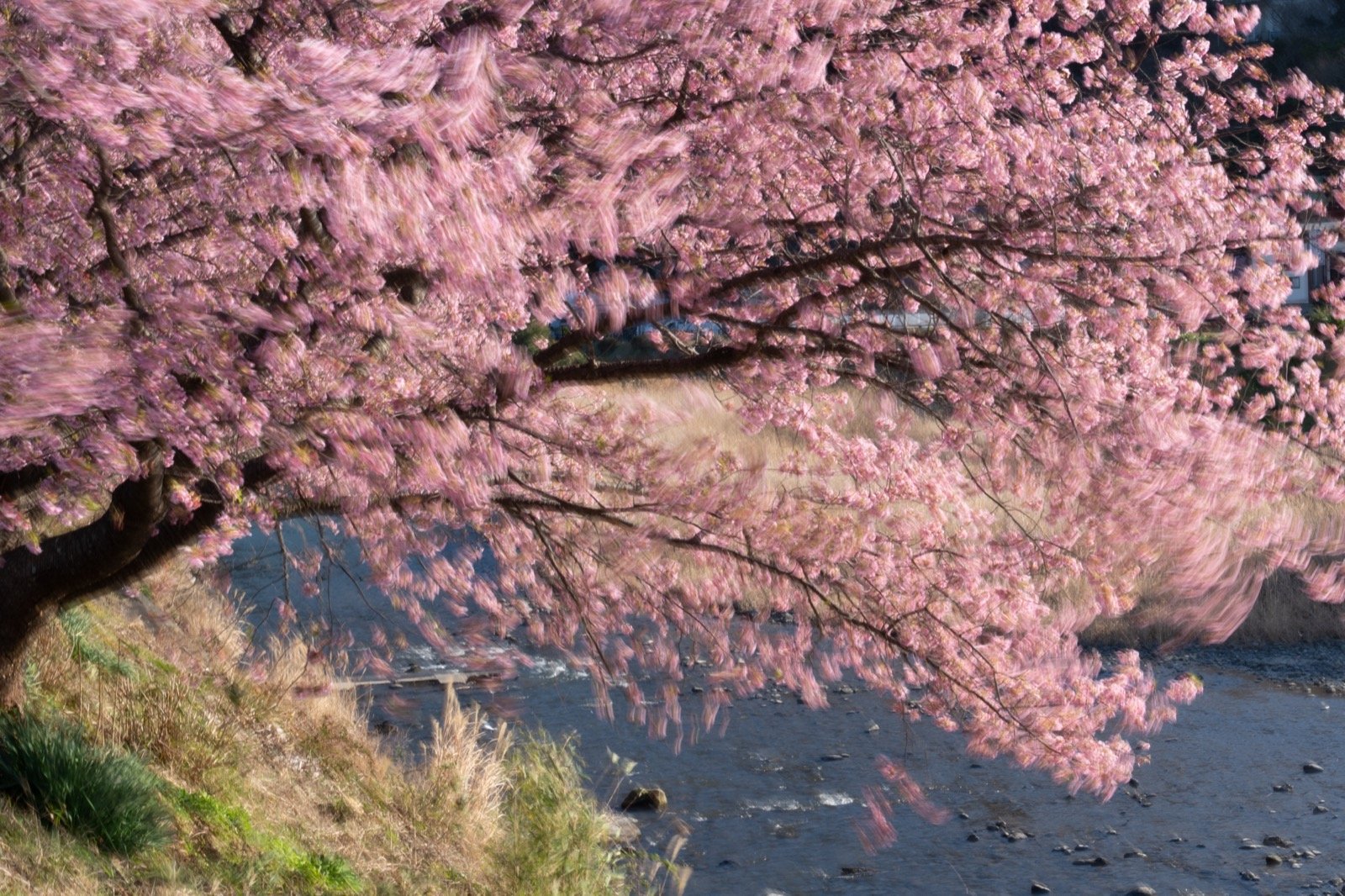 河津桜の流麗：RAW（現像リセット）