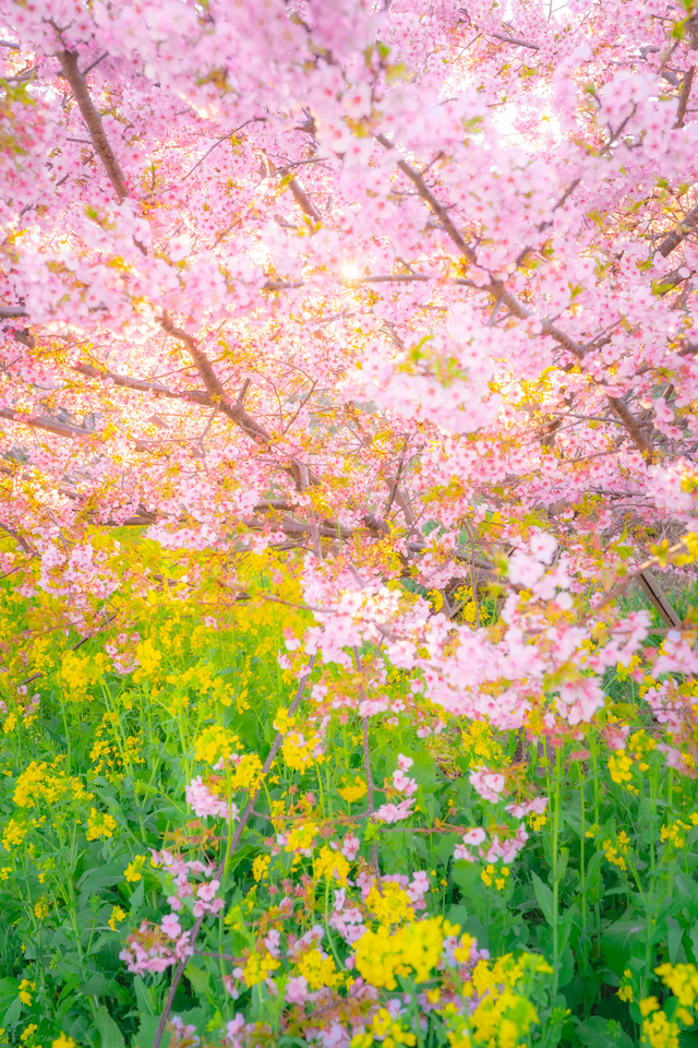 河津桜の光彩(静岡 ― 光に包まれる桜と菜の花)