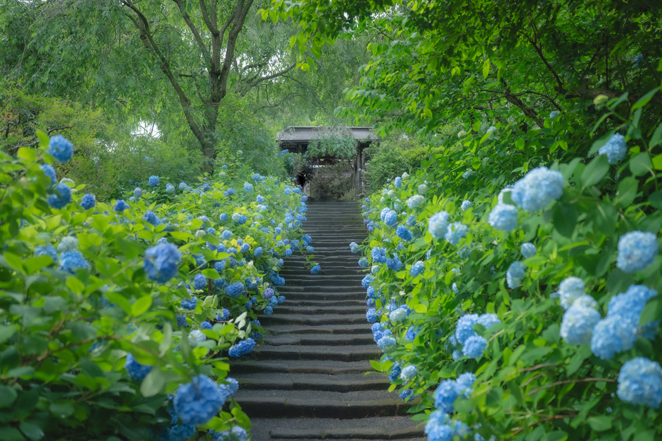 明月院ブルーの石段（神奈川・北鎌倉 ― 明月院、山門へと続くあじさいの参道）