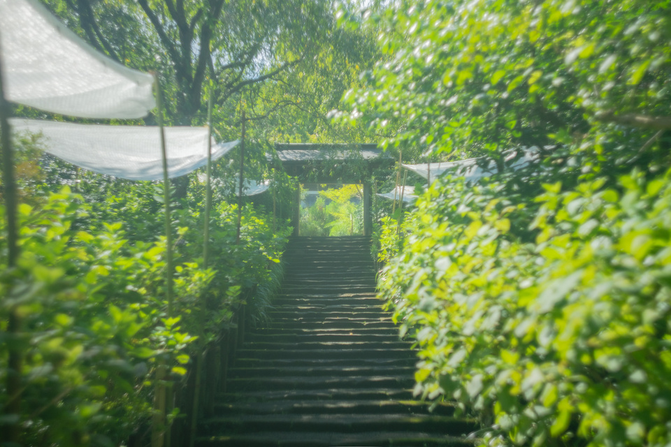真夏の明月院（神奈川・北鎌倉 ― 紫陽花が終わったあとの、誰もいない石段）