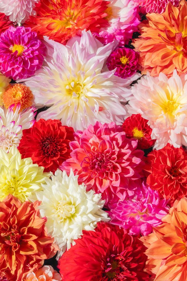 Dahlia Hanachozu (Tokyo — Ueno Toshogu Botan Garden)