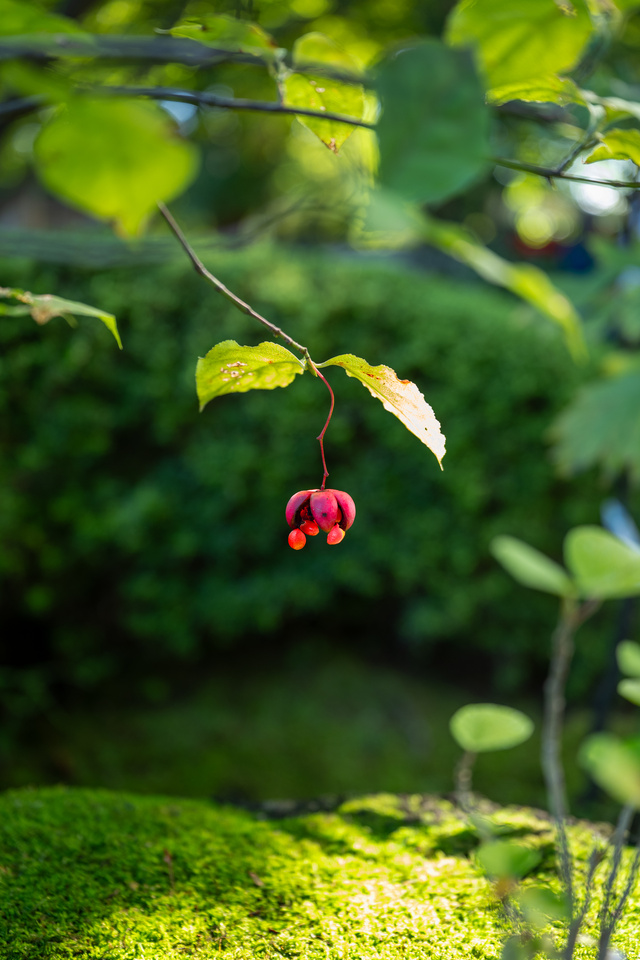 Ezo Spindle Tree (Tokyo — Ueno Toshogu Peony Garden)