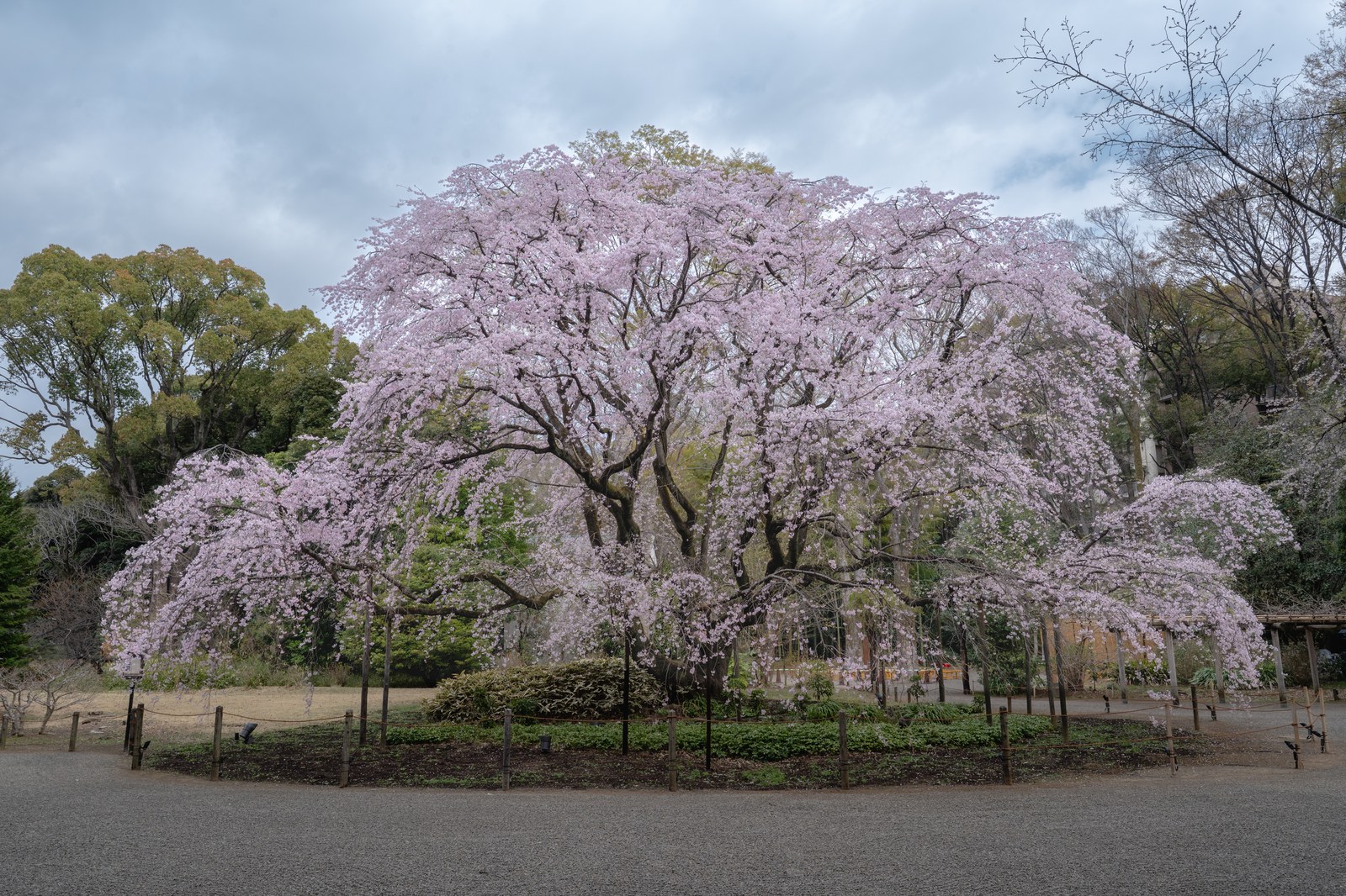 六義園のライトアップされた高さ約15mのしだれ桜