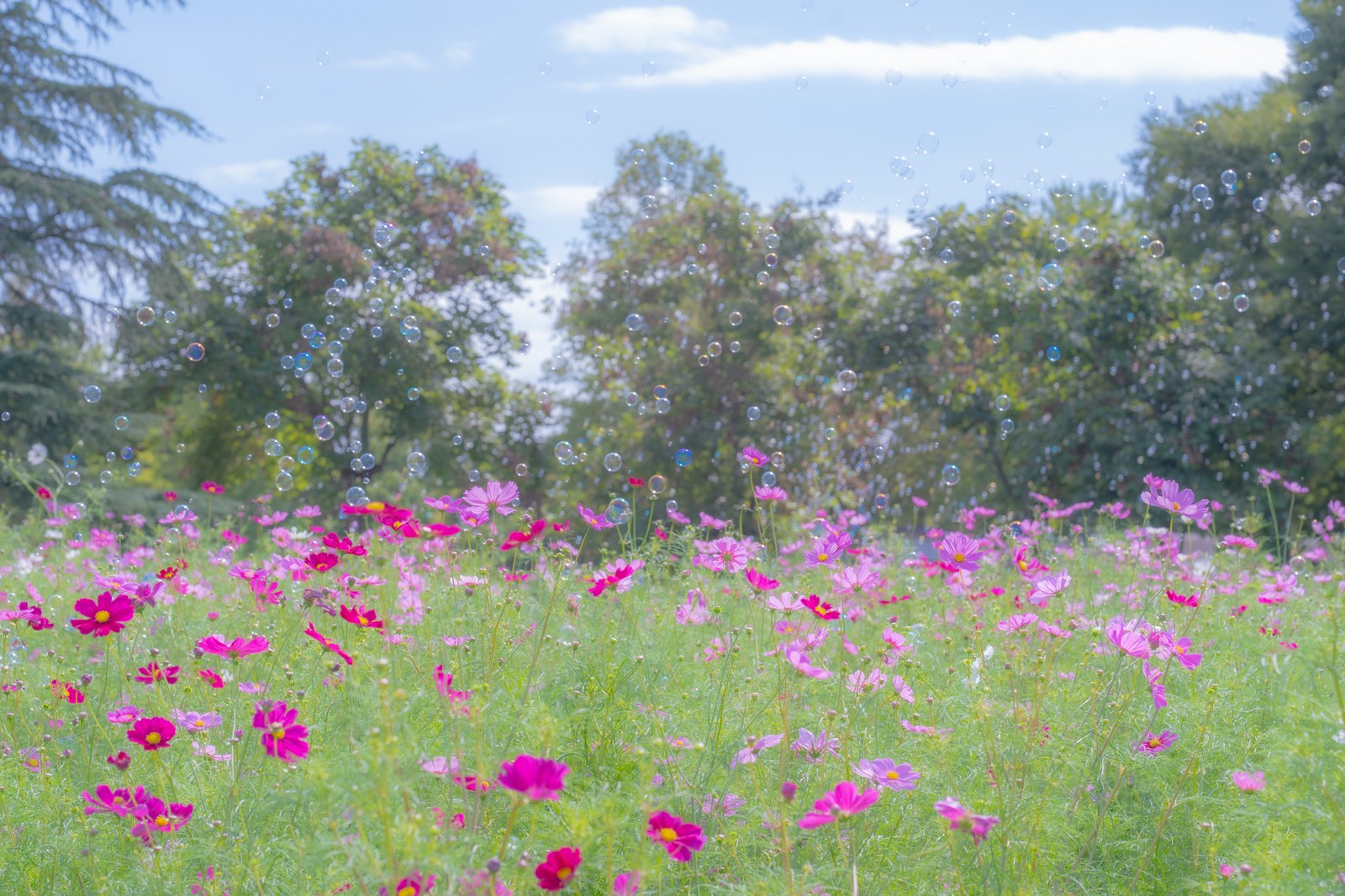 昭和記念公園の花の丘に咲くキバナコスモスとシャボン玉