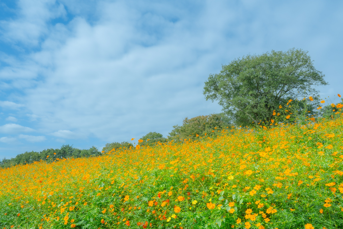 Orange Cosmos Hills