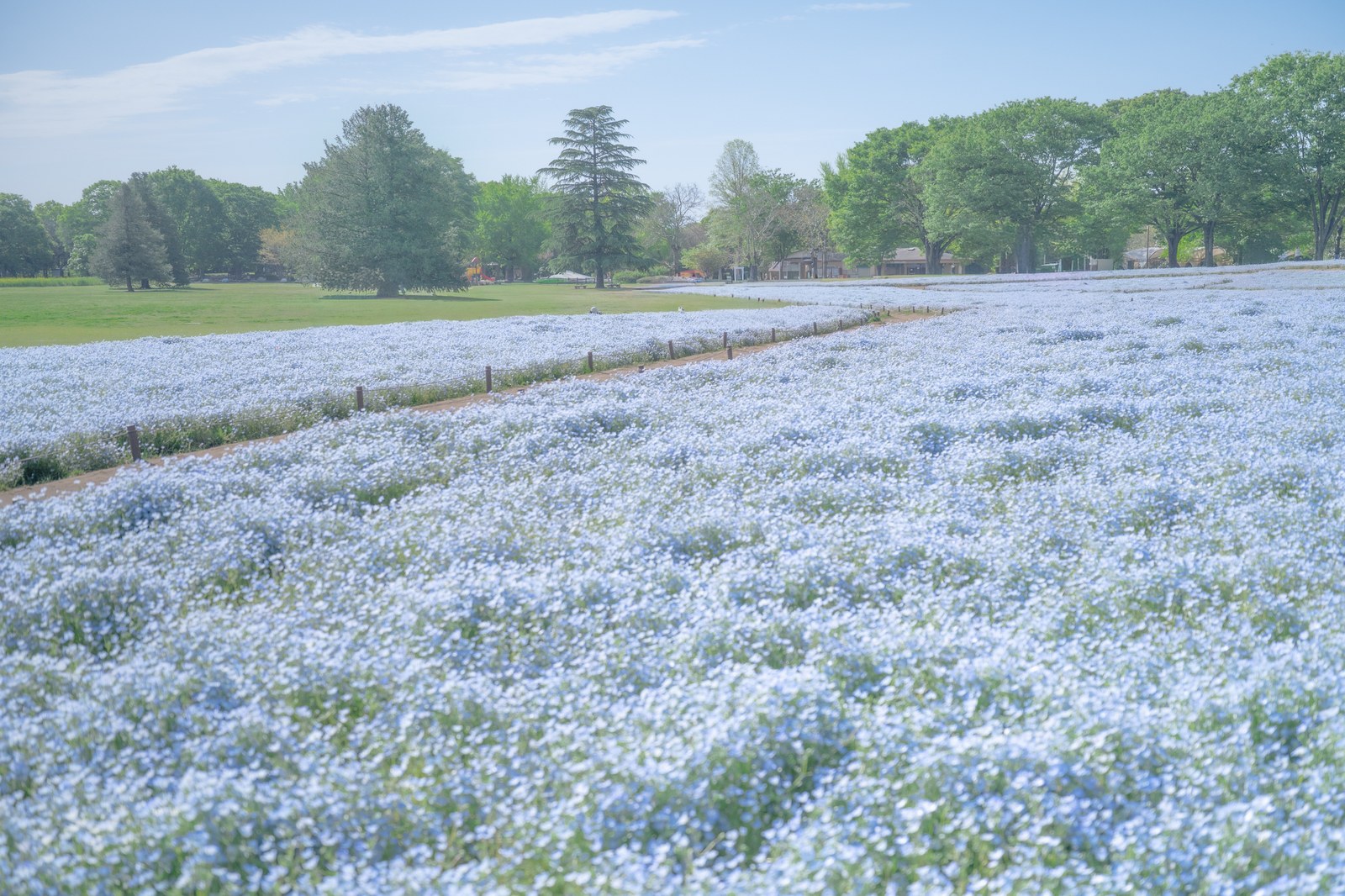 Pale-blue nemophila blooming in a long ribbon at Showa Kinen Park