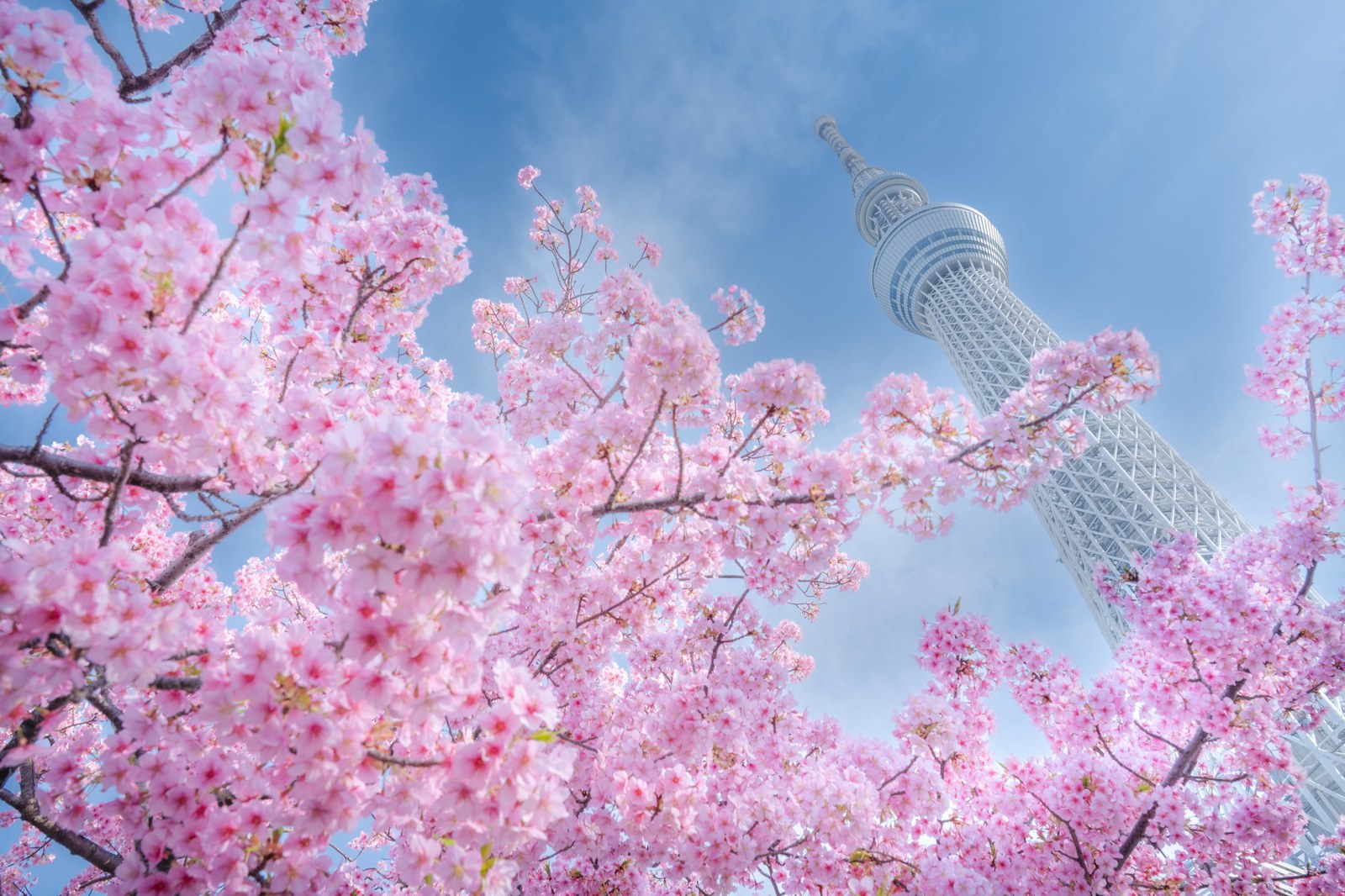 東武橋のたもとに咲く濃いピンクの河津桜と、その奥の東京スカイツリー