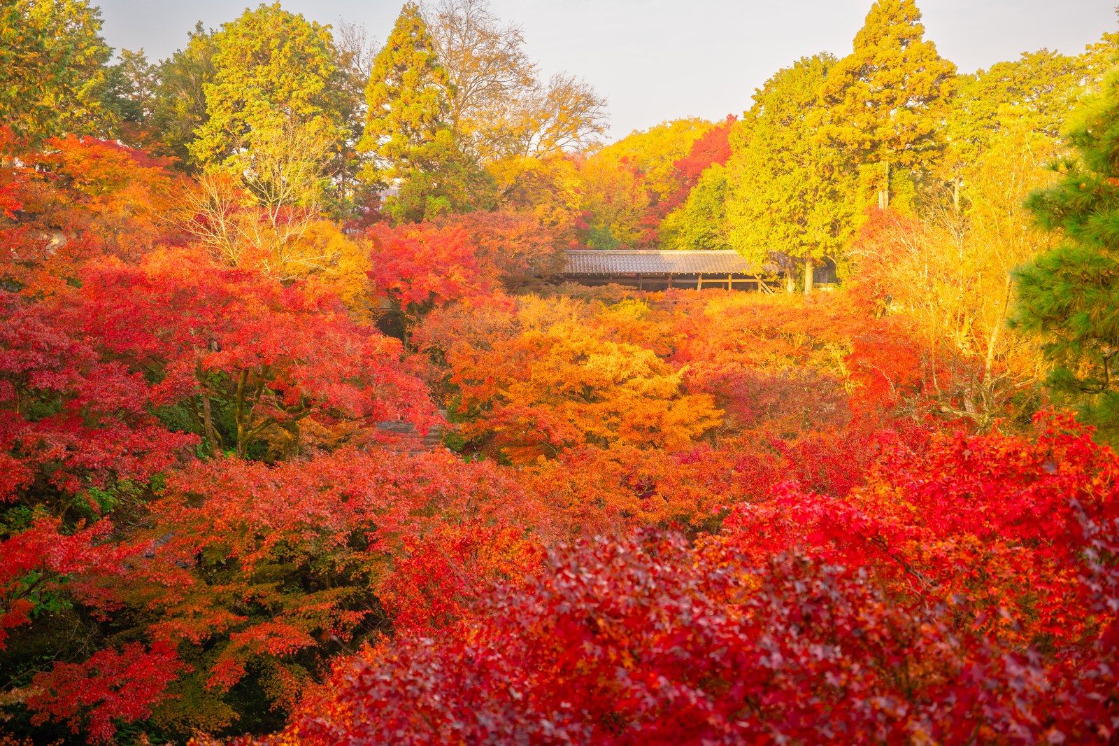 Autumn at Tofuku-ji