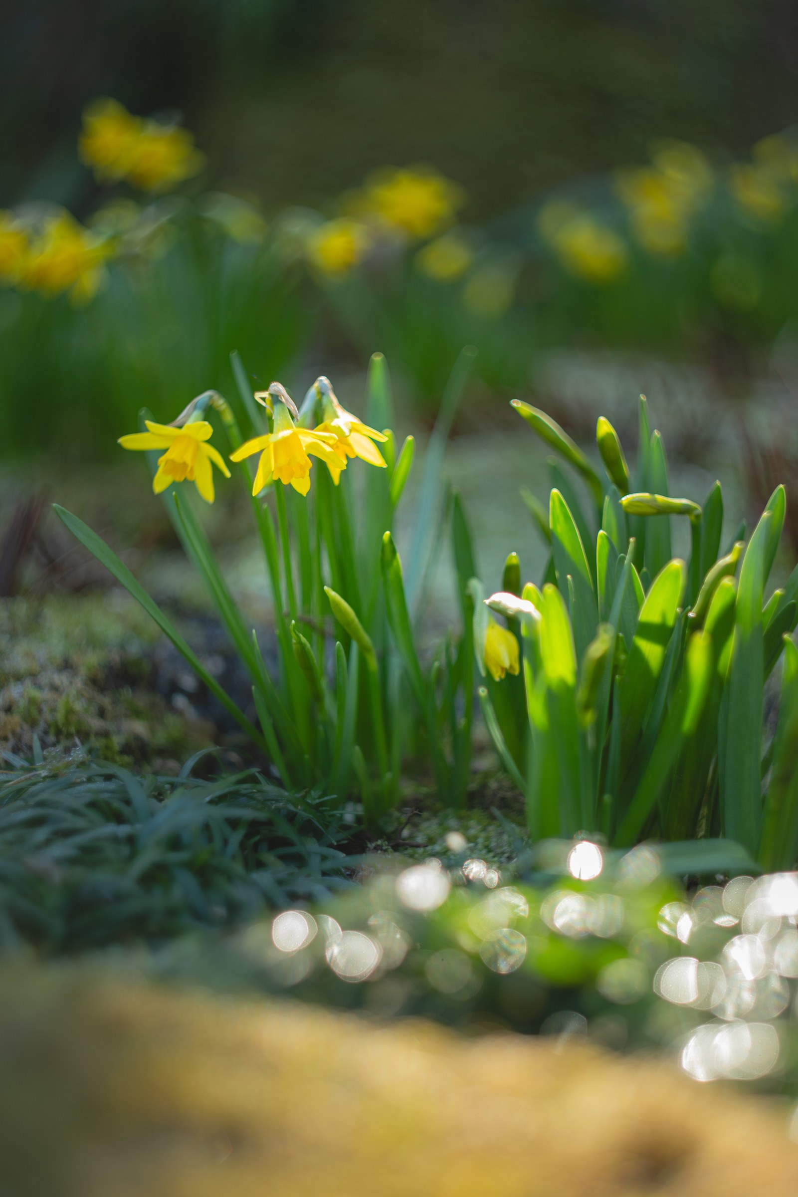 Daffodils at Ueno Toshogu