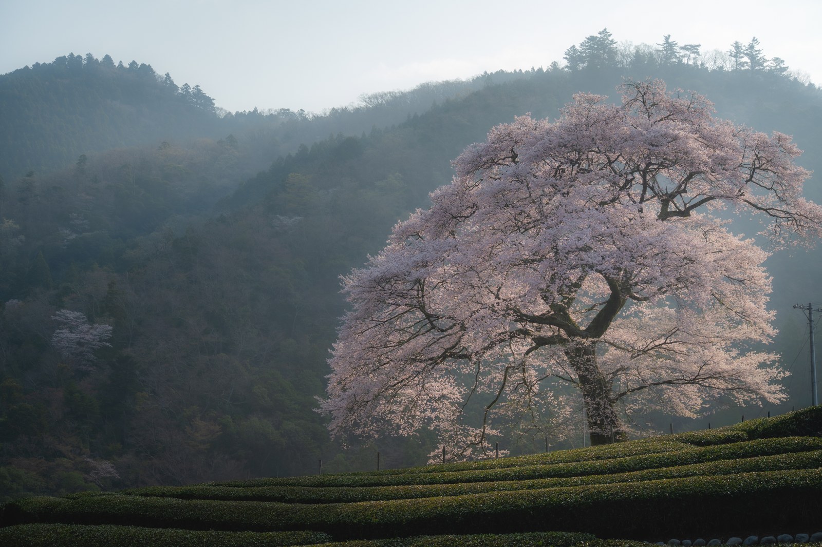 朝霧に包まれる茶畑の斜面に咲く、樹齢300年の一本桜