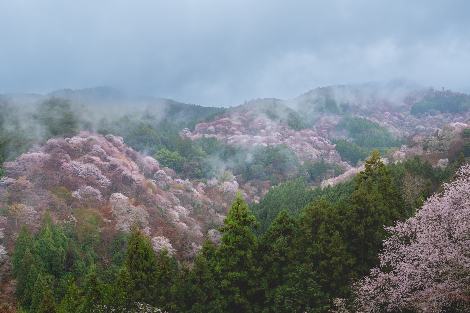 Cherry blossoms of Mount Yoshino