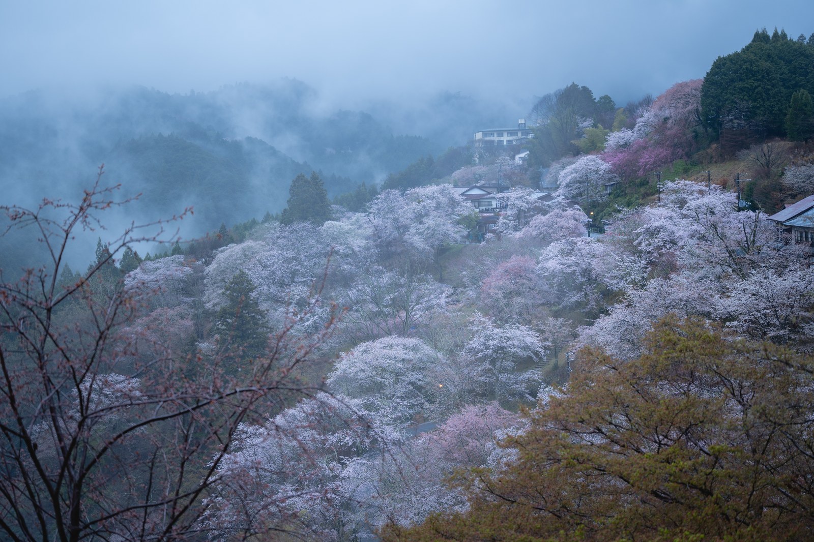 吉野・下千本の朝靄