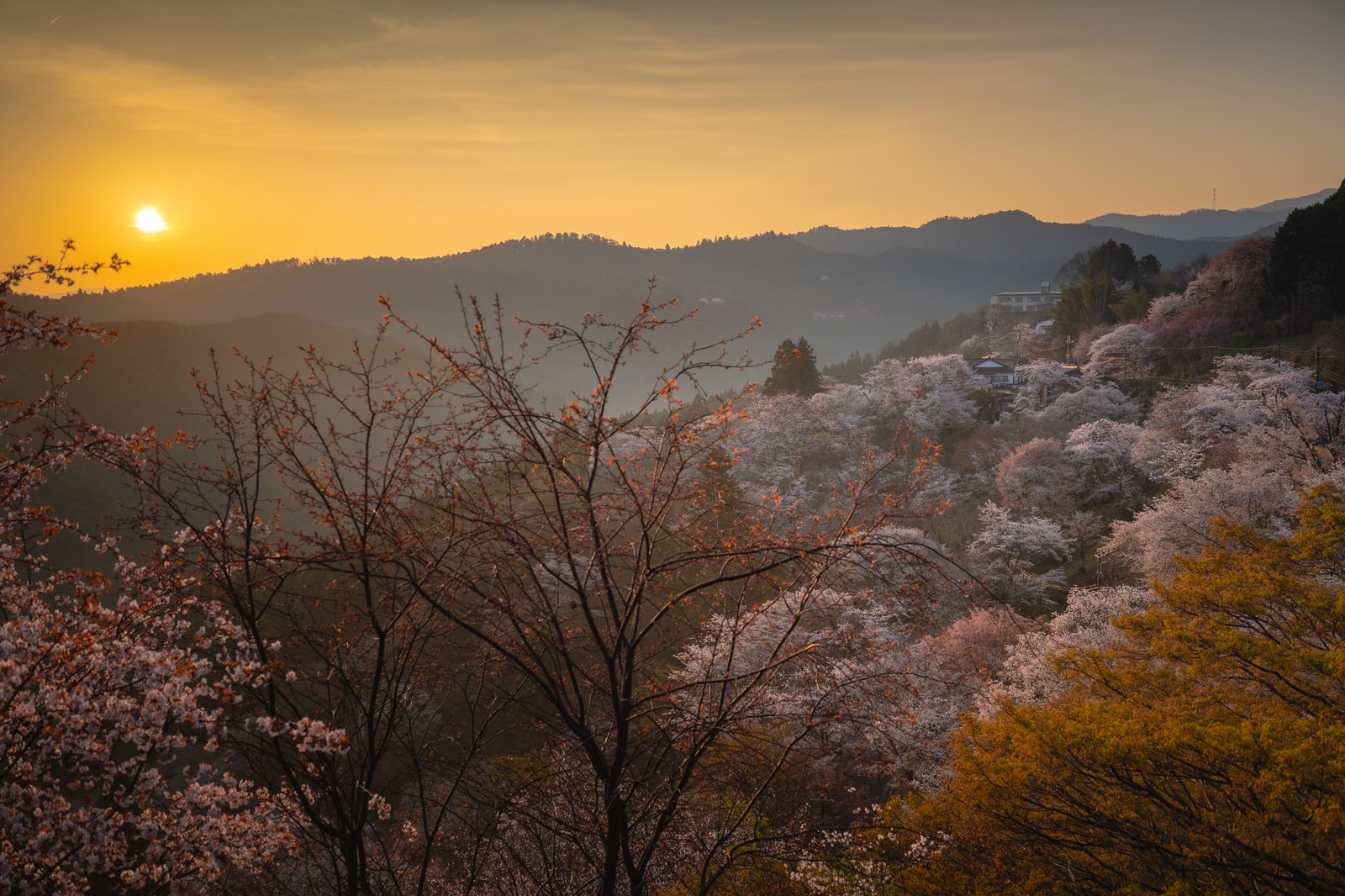 Yoshino Shimosenbon Sunrise