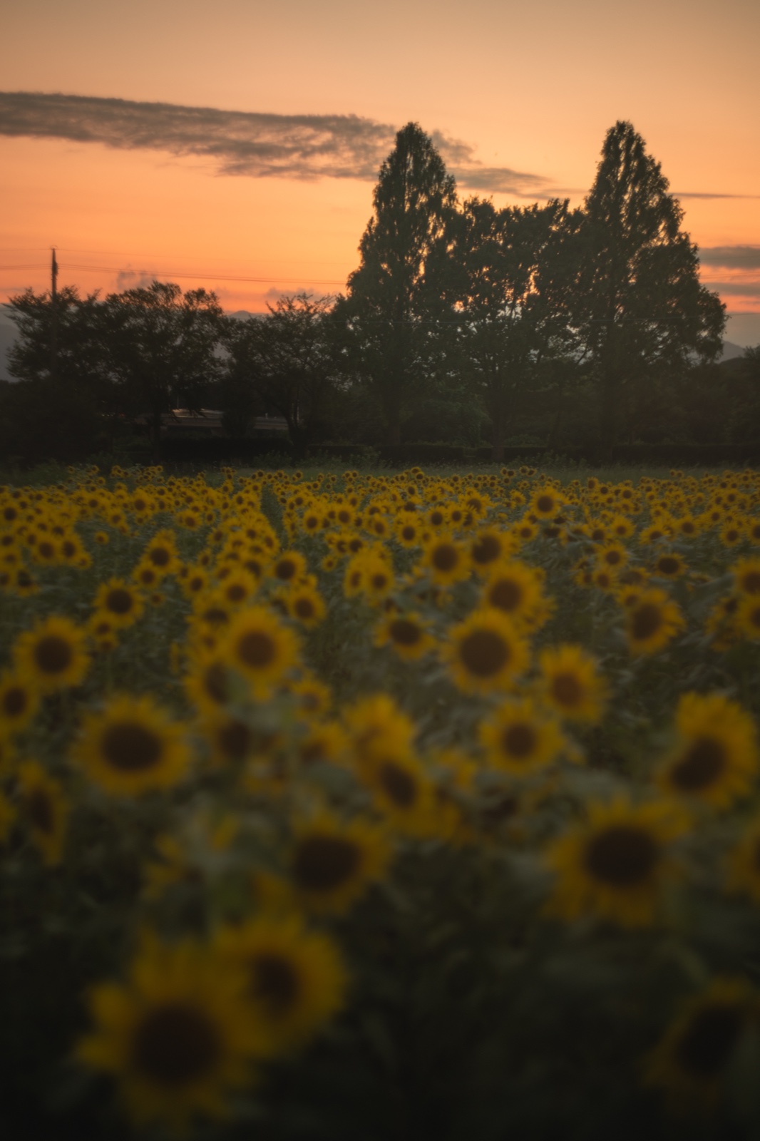 夕暮れの座間のひまわり畑と、その奥に立つ丸い樹冠の大樹