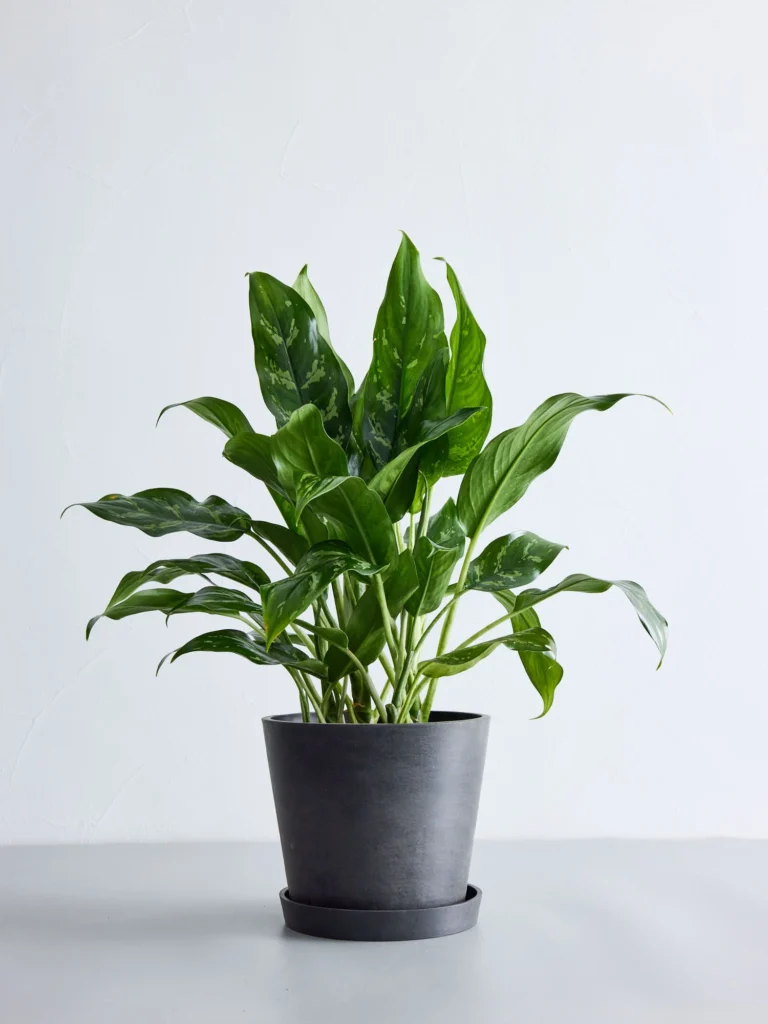 深緑に斑入り模様が美しいアグラオネマの鉢植え。耐陰性が高く、光が少ない室内でも育てやすい観葉植物。
Aglaonema with attractive variegated green leaves. A low-light tolerant houseplant ideal for indoor environments.