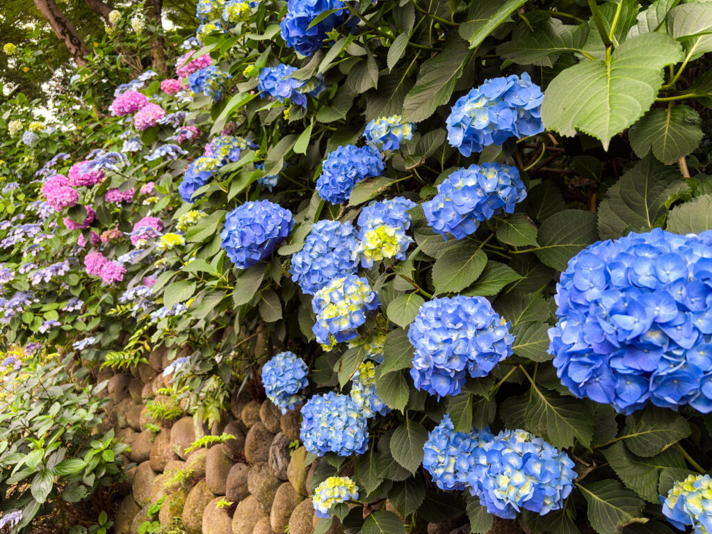 Blue and pink hydrangeas blooming along stone wall
