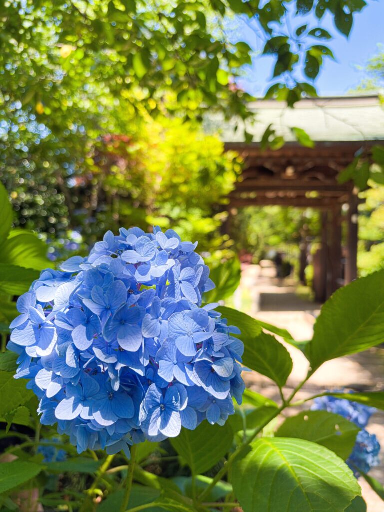 青い紫陽花と本堂前の門、本土寺の静謐な雰囲気
Blue hydrangeas with the temple gate in the background