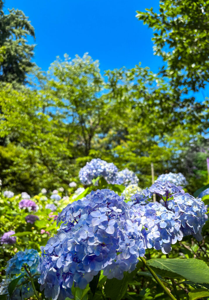 青空と紫陽花のコントラストが鮮やかな一枚
Vibrant contrast between blue skies and hydrangeas