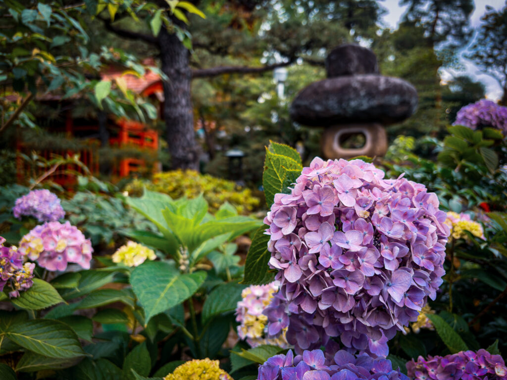 Blue-purple hydrangeas blooming in the temple grounds