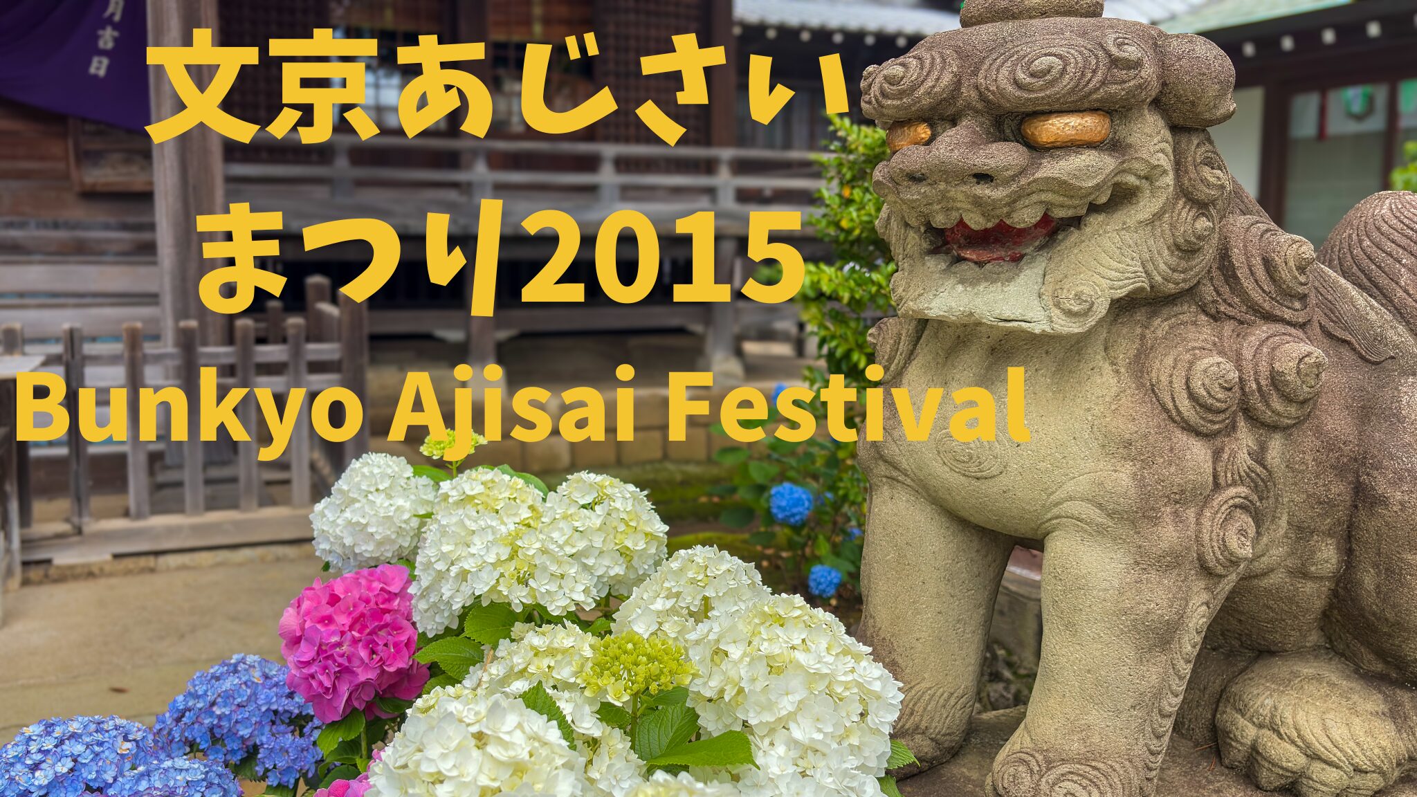 文京あじさいまつり2025｜白山神社の狛犬と色とりどりの紫陽花 Bunkyo Ajisai Festival 2025: Guardian Lion and Hydrangeas at Hakusan Shrine