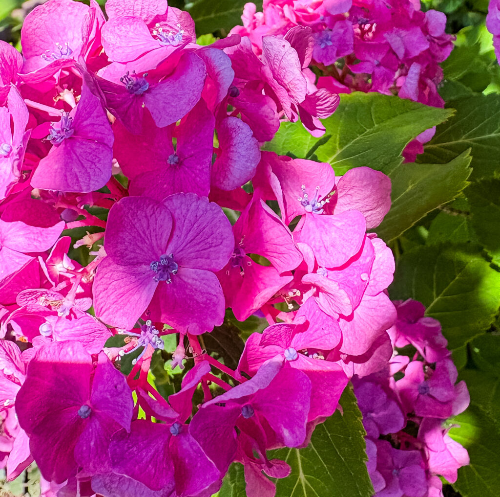 鮮やかなピンクの紫陽花のクローズアップ
Close-up of bright pink hydrangea in full bloom