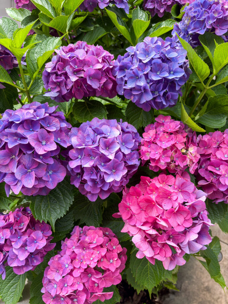 色とりどりに咲く文京区白山神社の紫陽花
Colorful hydrangeas blooming at Hakusan Shrine, Bunkyo