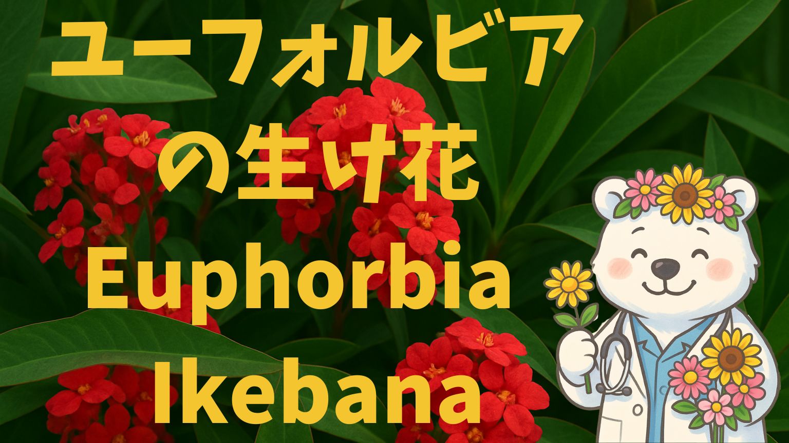 赤いユーフォルビアの花と白くま医師のイラストが描かれた生け花アイキャッチ画像 / Cover image featuring red euphorbia flowers and a floral bear doctor illustration for Ikebana article