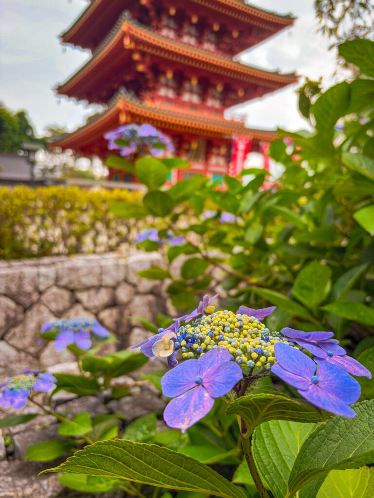 Five-story pagoda and hydrangeas at the entrance of Takahata Fudoson