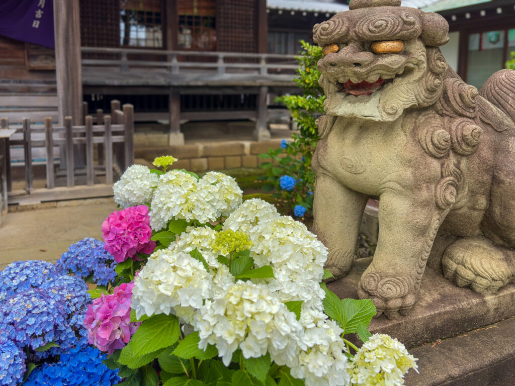 白山神社の狛犬と咲き誇る紫陽花(文京あじさいまつり2025)
Guardian lion statue and vibrant hydrangeas at Hakusan Shrine during the Bunkyo Ajisai Festival 2025