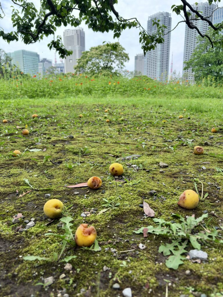 Fallen Japanese apricots on mossy ground with city buildings in the background