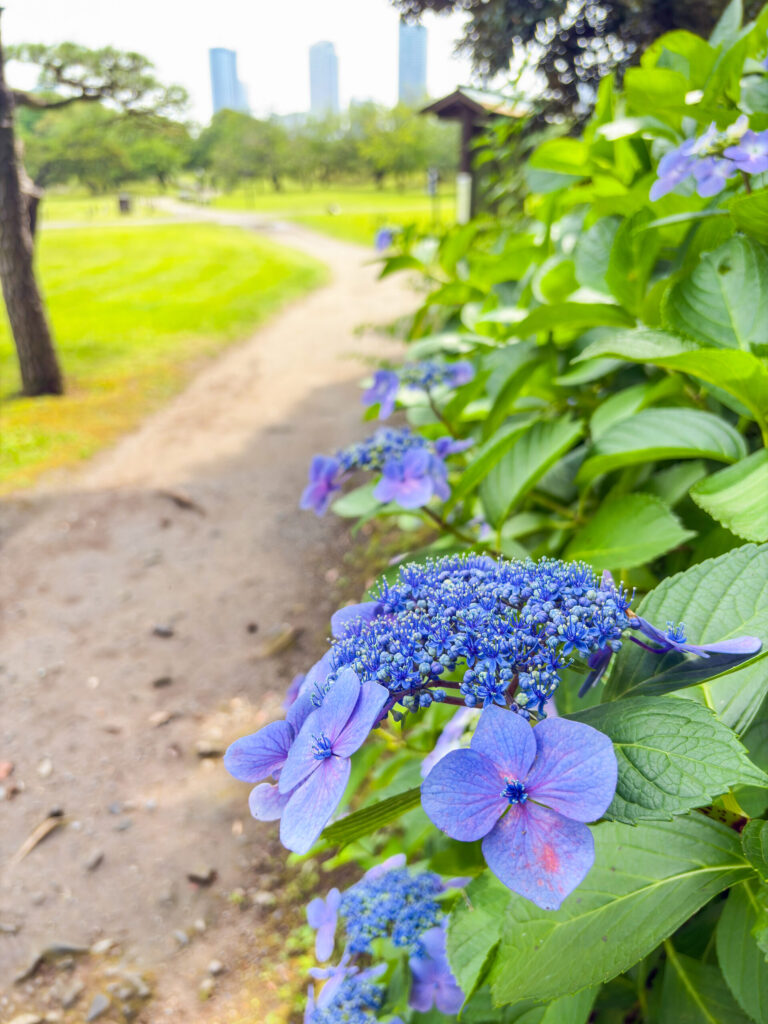 Lacecap hydrangeas blooming along a summer path