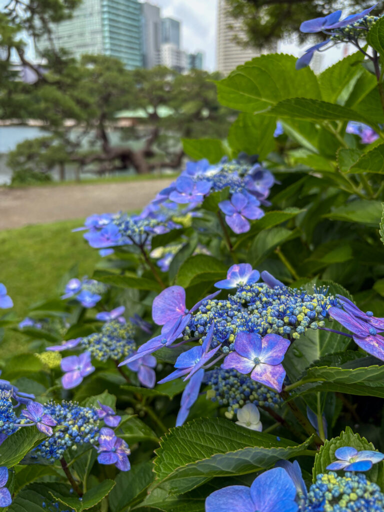 Blue hydrangeas blooming by the tranquil pond