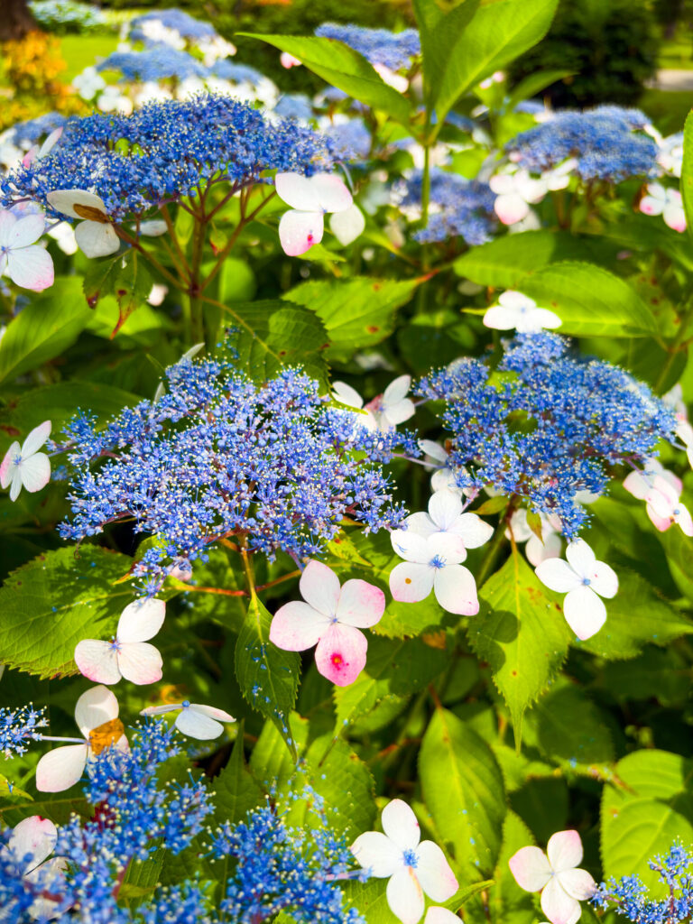 Lacecap hydrangeas