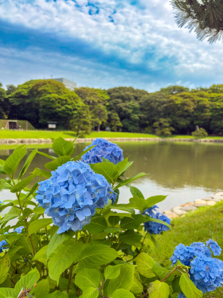 Blue hydrangeas blooming by the tranquil pond