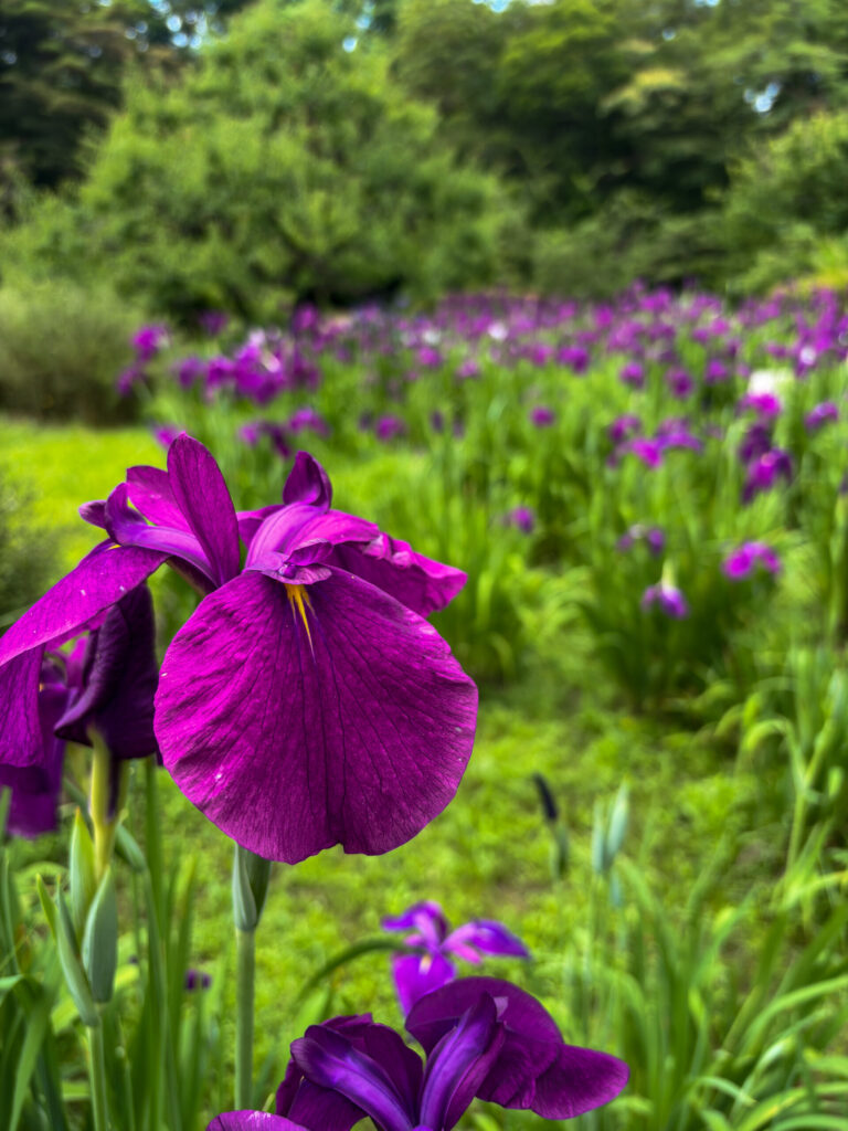 Close-up of a vivid purple iris flower