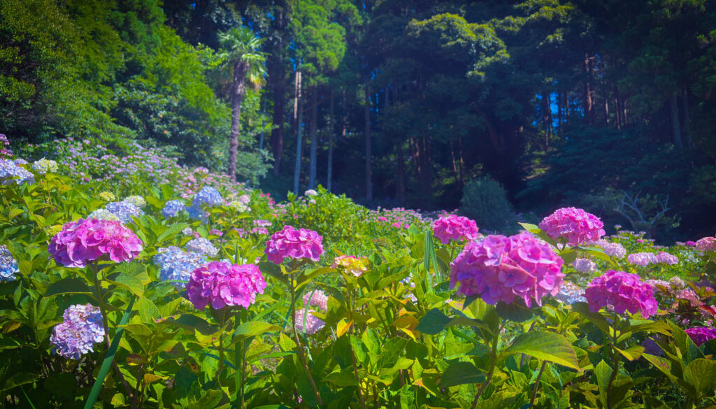 森の縁に咲き誇るピンクの紫陽花たち
Pink hydrangeas blooming along the edge of the forest