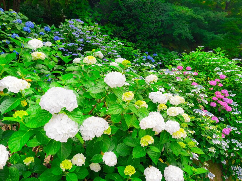 服部農園あじさい屋敷の白と青の紫陽花が咲き誇る花壇
A bed of white and blue hydrangeas in full bloom at Hattori Hydrangea Garden