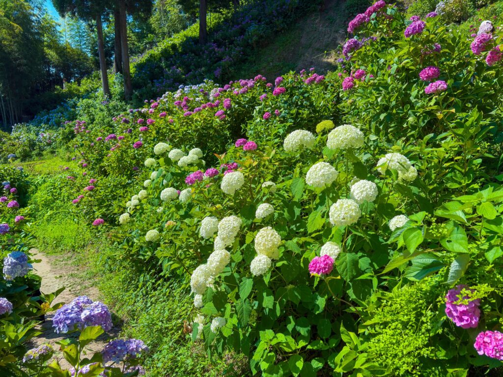 服部農園あじさい屋敷の白と青の紫陽花が咲き誇る花壇
A bed of white and blue hydrangeas in full bloom at Hattori Hydrangea Garden