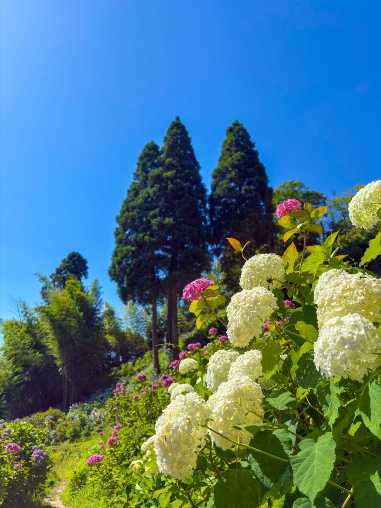 白とピンクの紫陽花に囲まれた小道
A path surrounded by white and pink hydrangeas