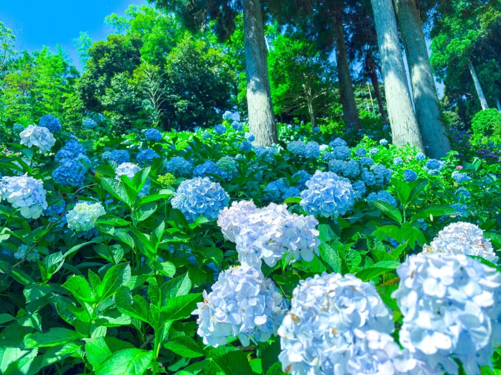 陽光を浴びて輝く青と白の紫陽花と杉林
Blue and white hydrangeas glowing in sunlight with cedar trees behind