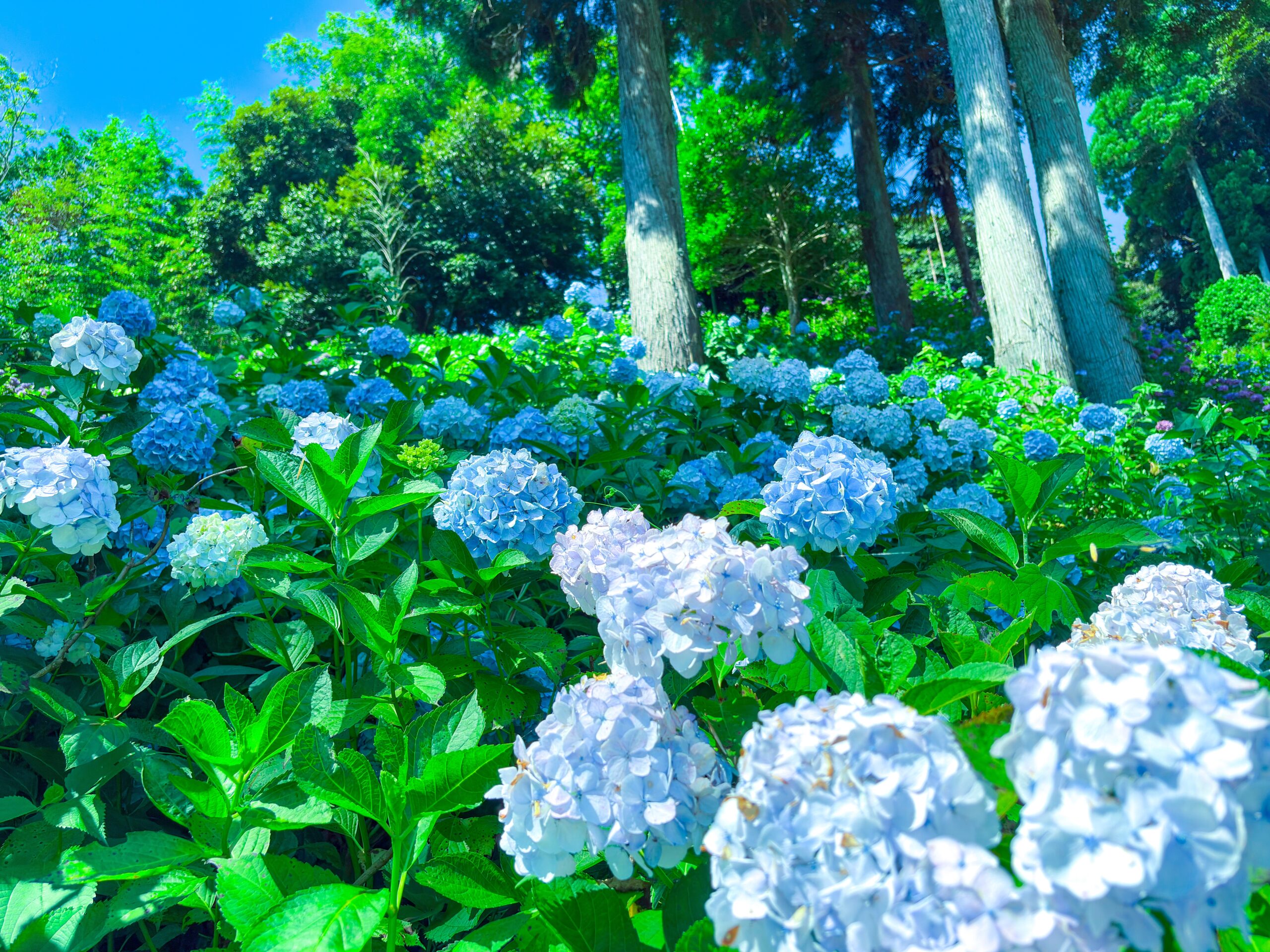 陽光を浴びて輝く青と白の紫陽花と杉林 Blue and white hydrangeas glowing in sunlight with cedar trees behind