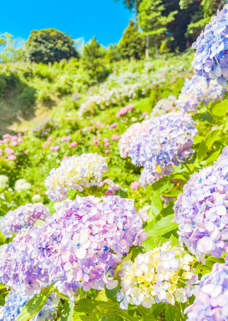 色とりどりの紫陽花が咲く傾斜地の風景
A hillside covered with colorful blooming hydrangeas