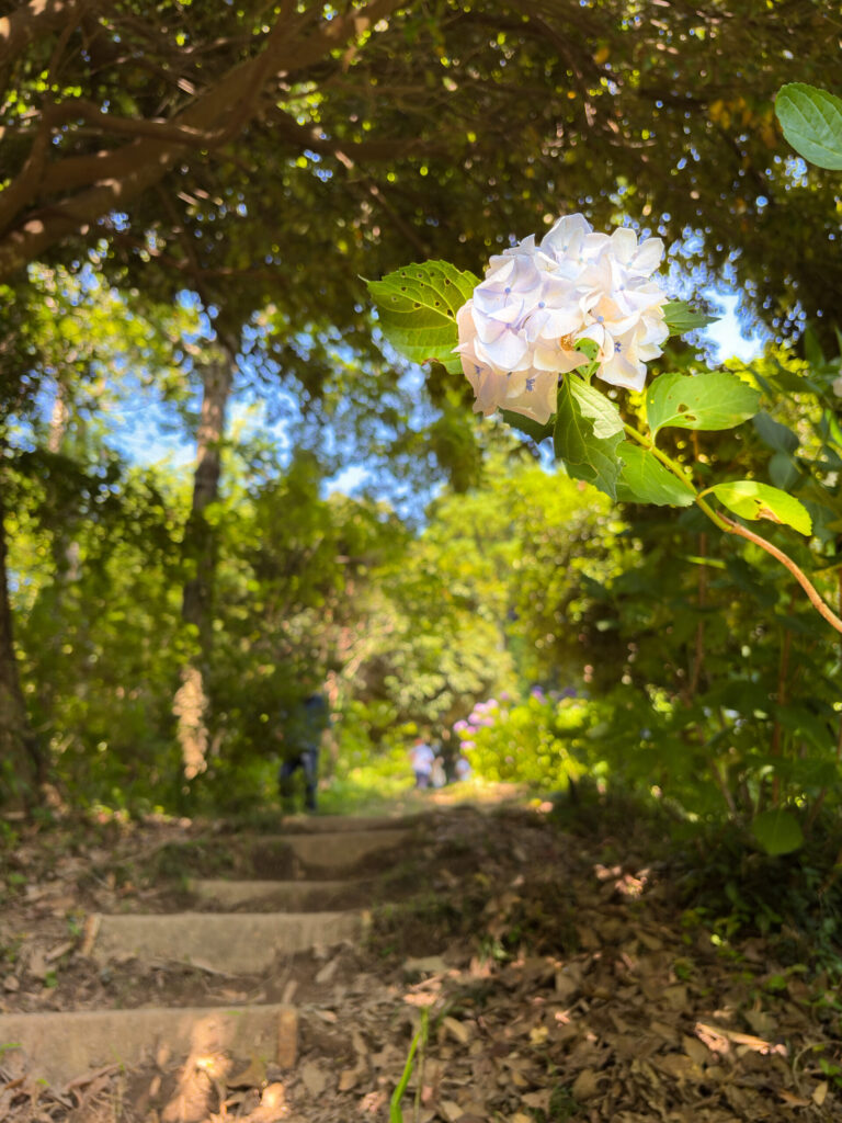 森の中の小道と一輪の紫陽花
A single hydrangea bloom along a forest path
