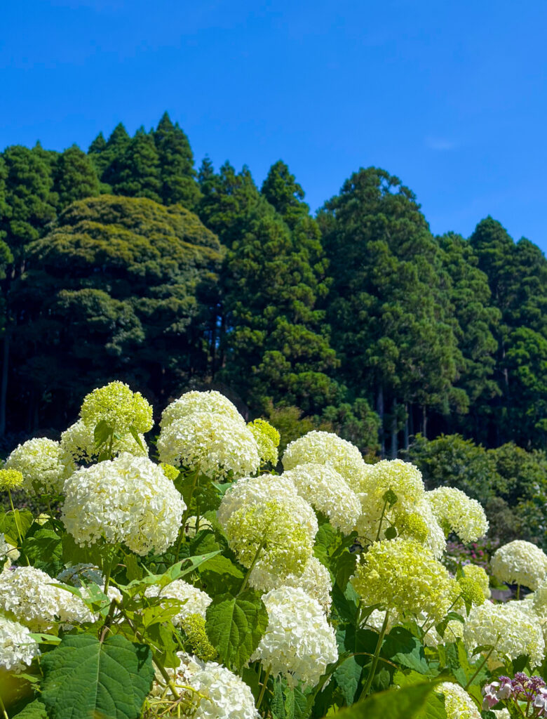 深い森を背景に咲く白い紫陽花の群生
A cluster of white hydrangeas blooming against a lush forest backdrop
