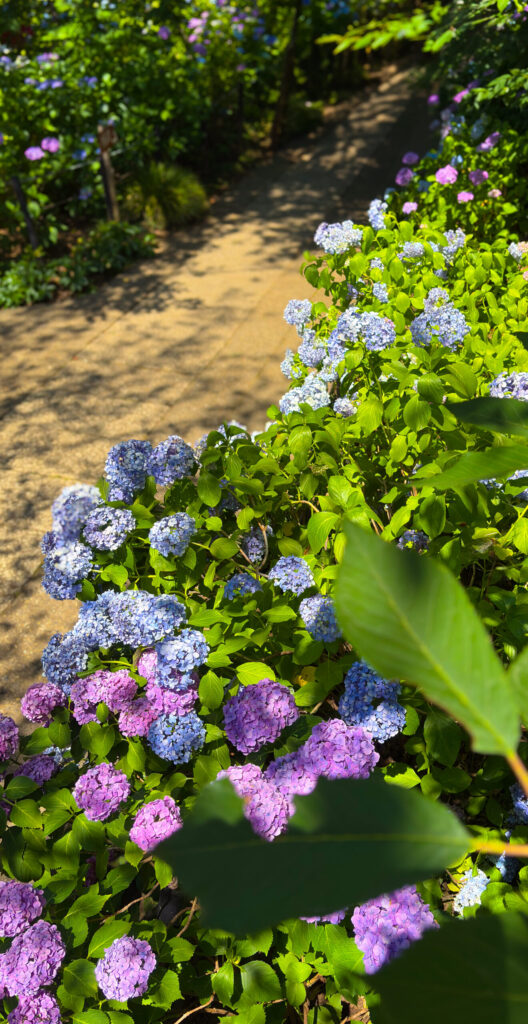 緩やかなカーブを描く紫陽花の小径、本土寺の散策路
Gently curving hydrangea path—perfect for a mindful walk