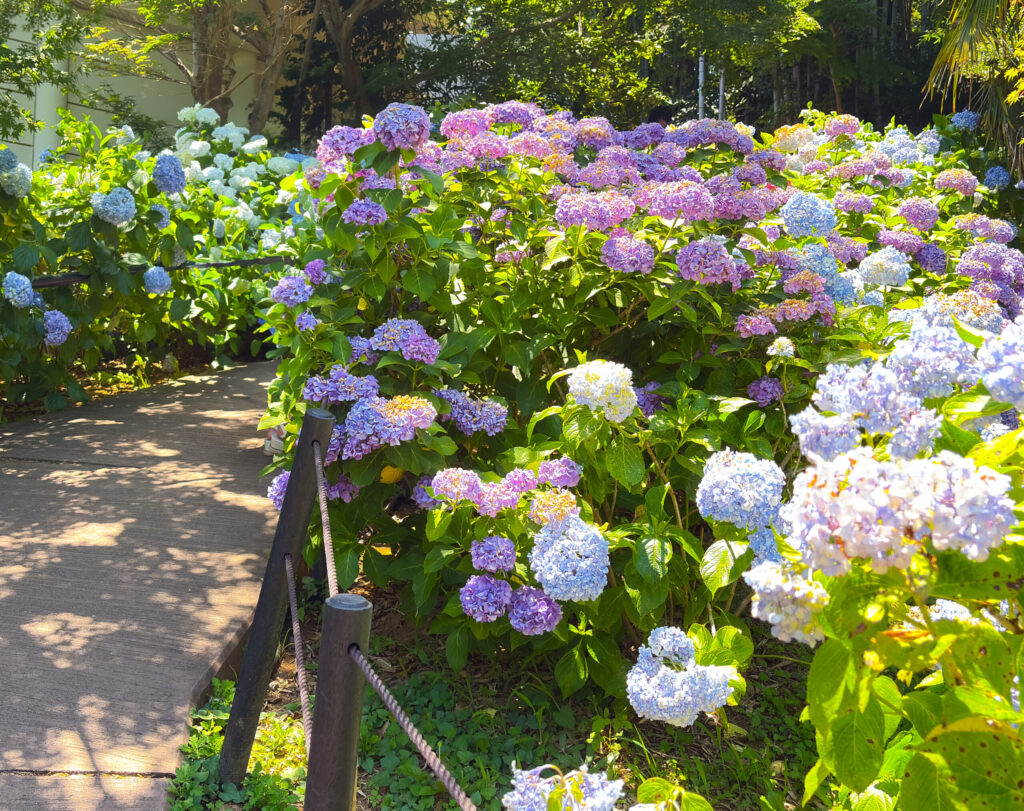 曲がりくねった遊歩道と紫陽花群、本土寺の見どころ
Curving walkway through clusters of hydrangeas at Hondoji