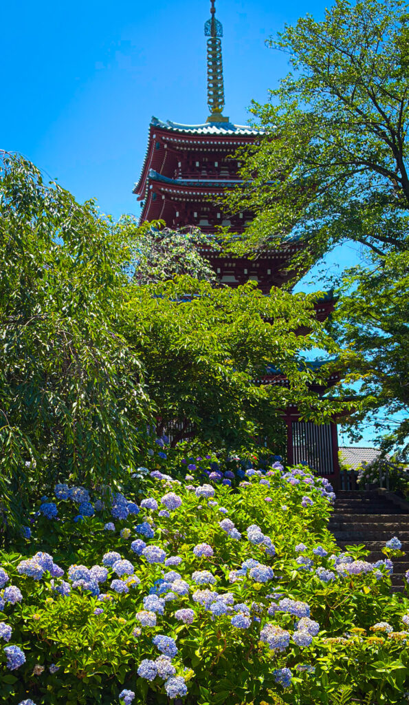 五重塔と青い紫陽花の共演、本土寺を象徴する景観
Hondoji’s iconic view: five-story pagoda and blue hydrangeas