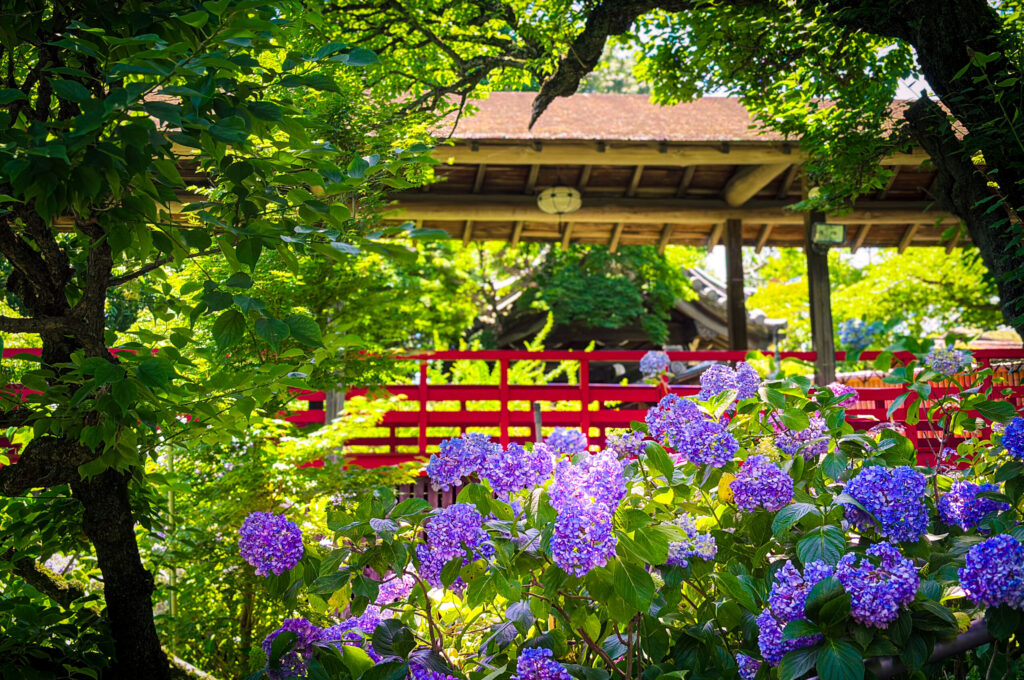 紫陽花と赤い橋が彩る本土寺の象徴的な構図
Iconic Hondoji view with red bridge and hydrangeas