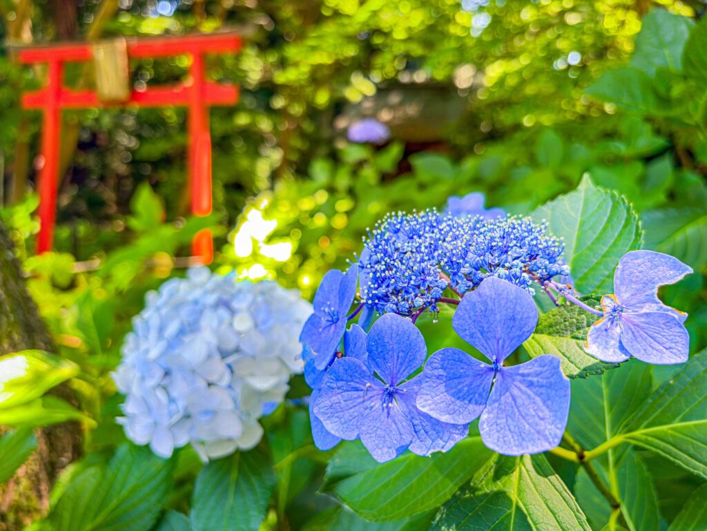赤い鳥居と額紫陽花、和の雰囲気が漂う一枚
Red torii gate and lacecap hydrangeas in a serene setting